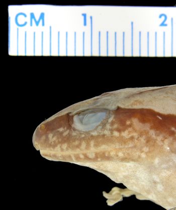 Media type: image; Herpetology A-73764